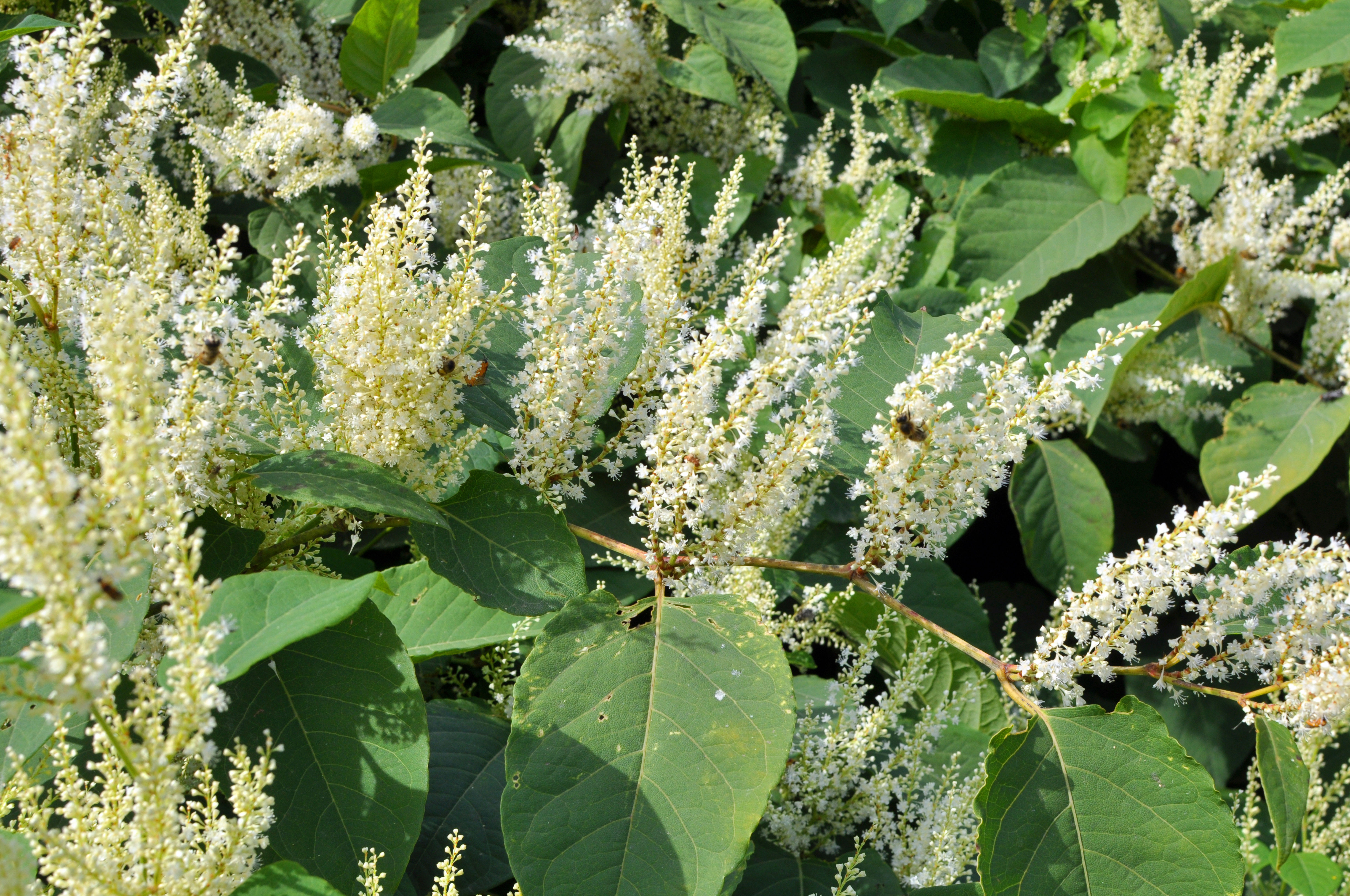 CRE Knotweed Blog