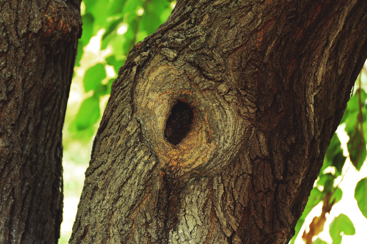 Property Tree Risk, Arboriculture, Tree Removal 1 (14)